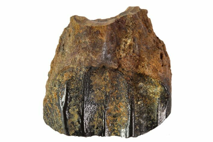 Ceratopsid Dinosaur Tooth - Judith River Formation, Montana #108111